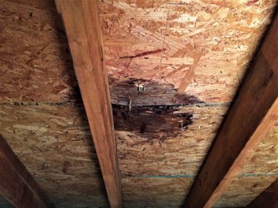 Prevent Mold and Mildew Growth in Your Attic